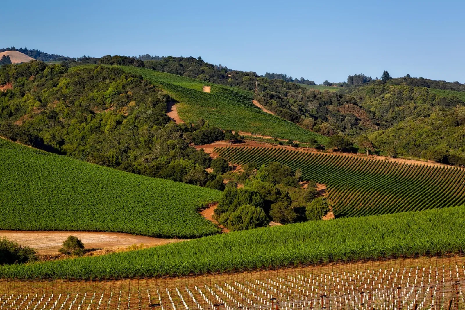 Sonoma County landscape